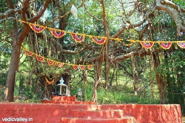 Sacred Banyan tree