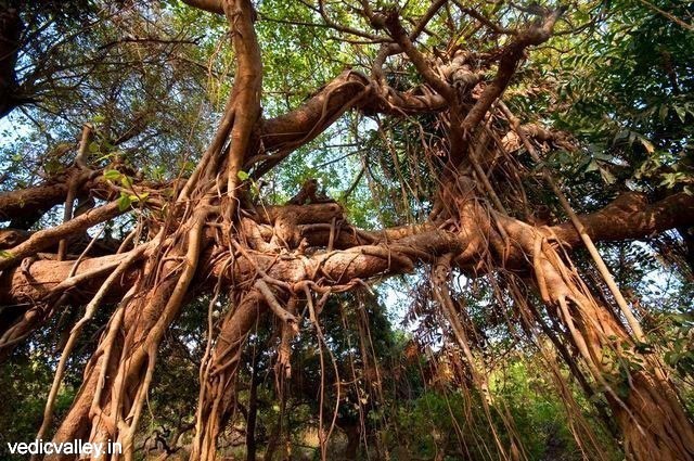 Sacred Banyan tree