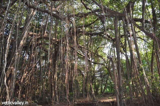 Sacred Banyan tree